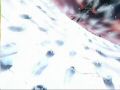 saint seiya-the hades chapter-inferno oav 08 [shinjitsu]-avi181.jpg